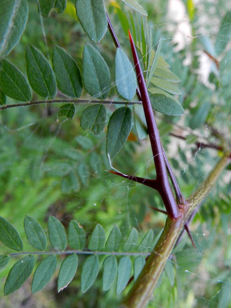 Fabacea - Gleditsia triacanthos